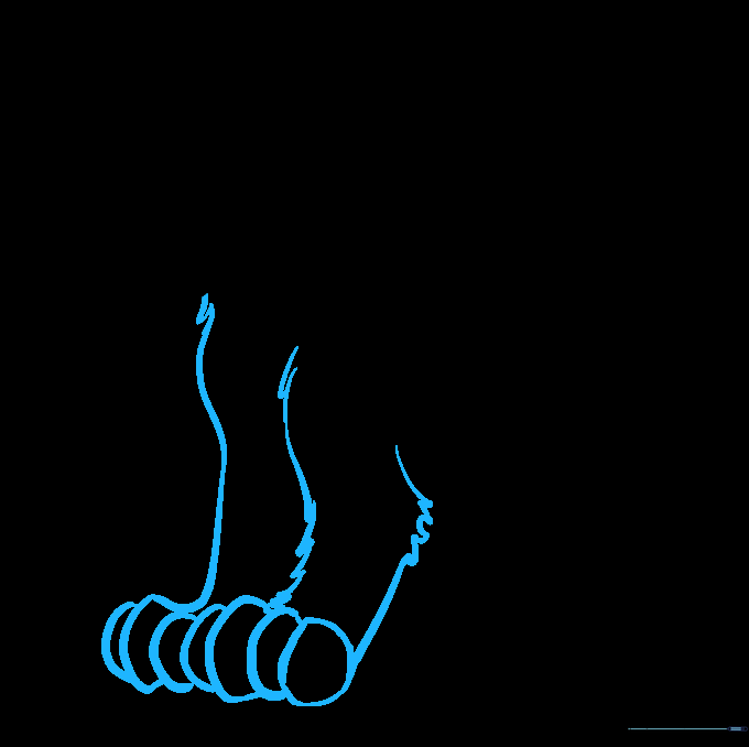 Outline of Simba's front legs and paws showing toe placement.