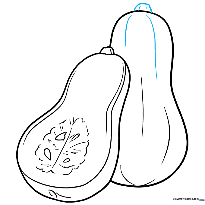 The completed line art of two butternut squashes, one sliced and one whole.