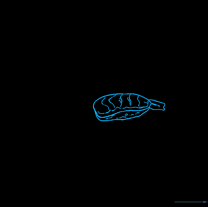 Drawing the first piece of nigiri sushi with textured rice and fish topping.