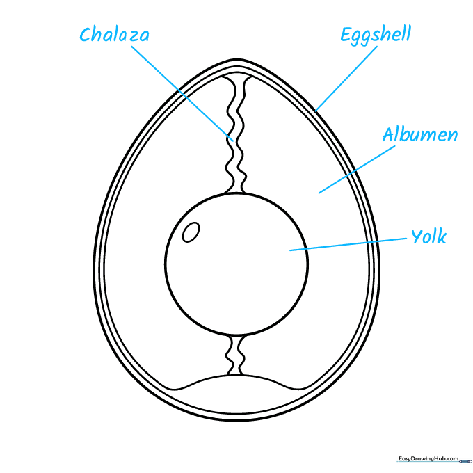 Adding labels to the egg diagram using straight lines.