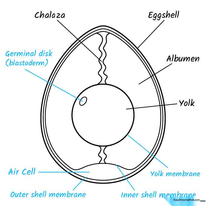 Adding the final scientific labels to the egg anatomy diagram.