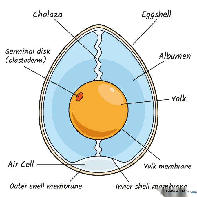A fully colored and labeled anatomy of an egg diagram.