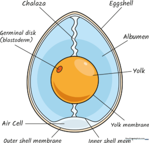 A completed, colorful, and labeled scientific diagram of an egg's anatomy.