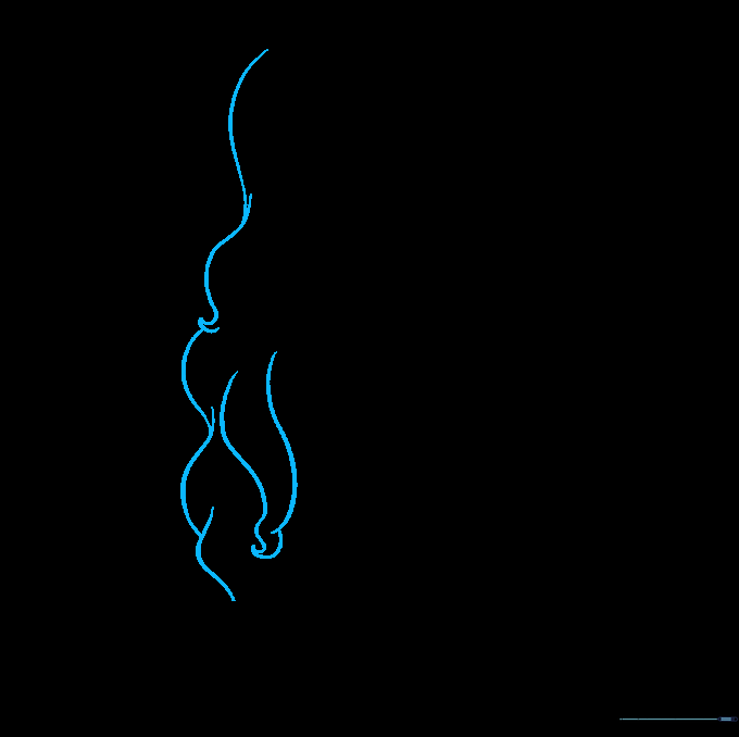 Adding wavy hair outlines to the head structure.