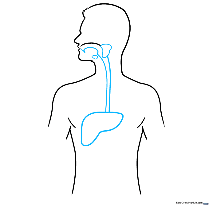 Drawing the liver as a large, curved organ shape inside the torso cavity.