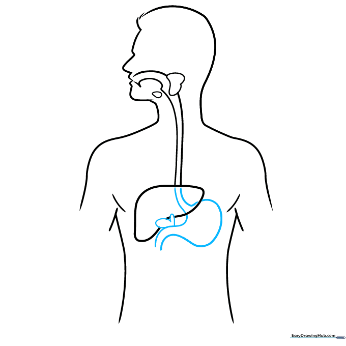Adding the stomach and the small gallbladder to the digestive system diagram.