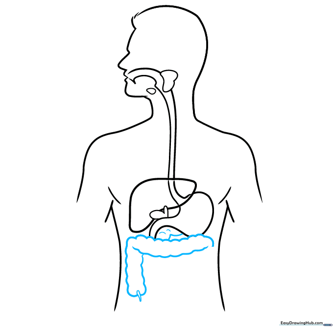 Drawing the large intestine and pancreas using scalloped lines.
