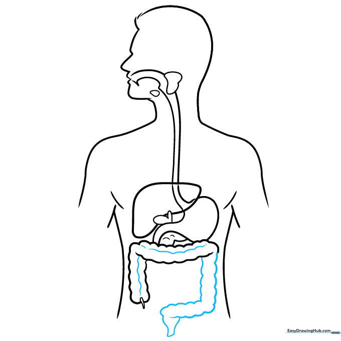 Adding texture to the large intestine with wavy lines.