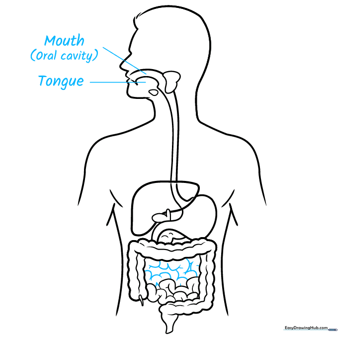Adding labels to the mouth and tongue areas of the digestive system drawing.