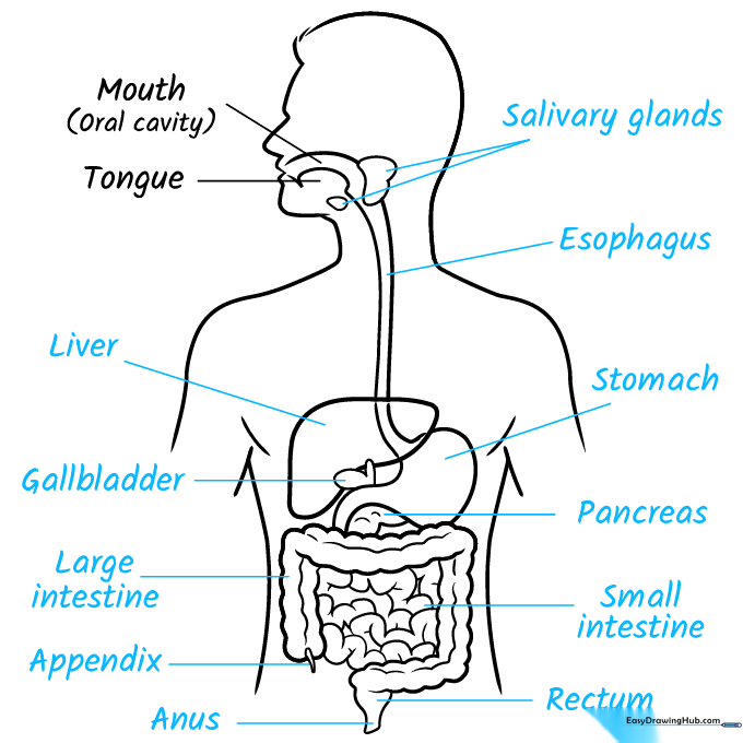 Completed digestive system diagram with all organs labeled clearly.