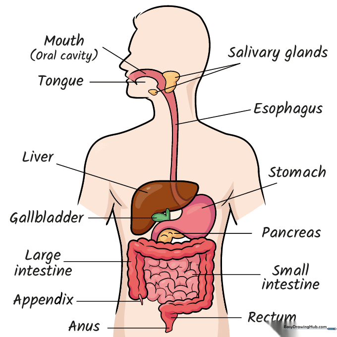 A fully colored and labeled digestive system diagram for educational use.