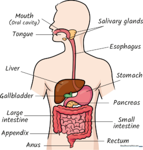 A colorful, easy-to-follow educational diagram of the human digestive system.