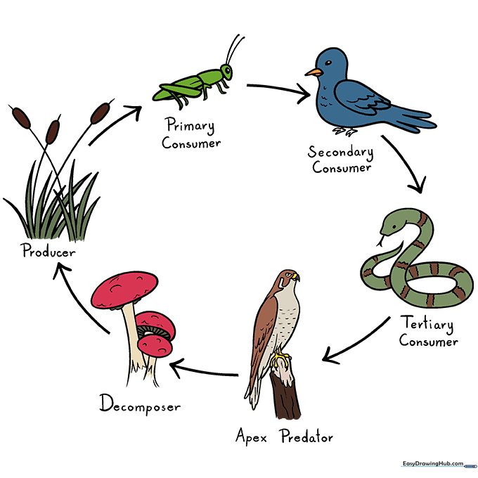 Final colored food chain illustration with vibrant organisms and clear labels.