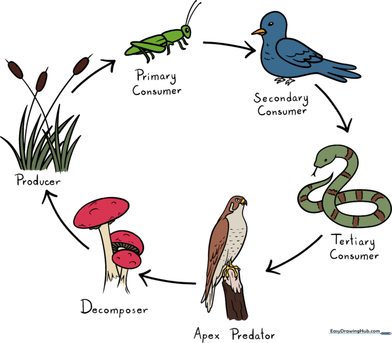 A colorful, educational food chain diagram featuring a plant, grasshopper, bird, snake, and hawk.
