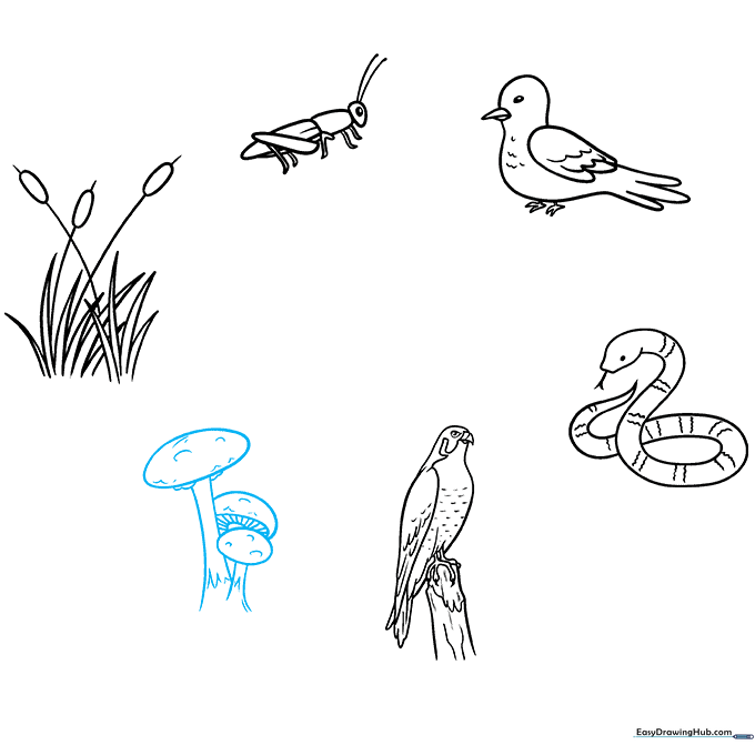 Drawing of a cluster of mushrooms with visible gill details under the caps.