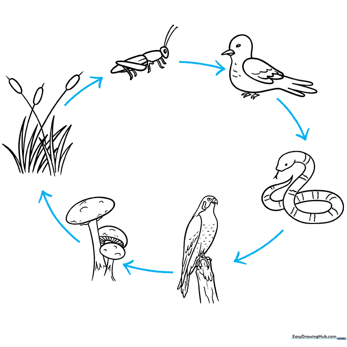 Diagram showing arrows connecting the plants, insects, and animals to illustrate energy flow.