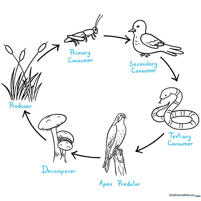 Completed food chain diagram with labels pointing to each organism.