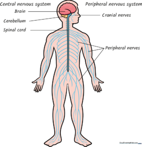 Colorful, labeled educational illustration of the human nervous system for students.