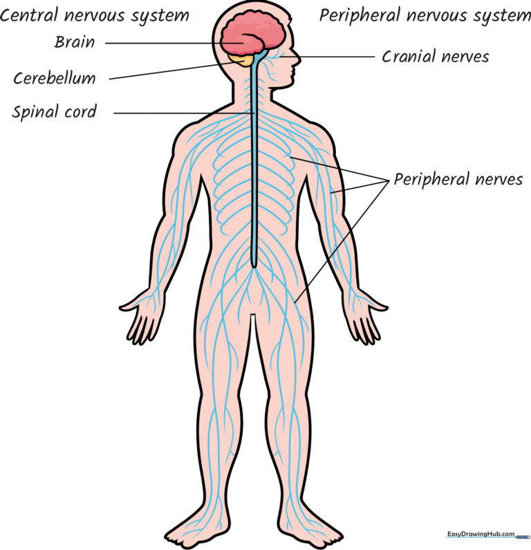 Colorful, labeled educational illustration of the human nervous system for students.