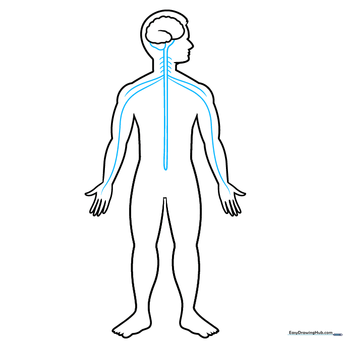 Drawing the spinal cord and major nerve pathways extending into the arms.