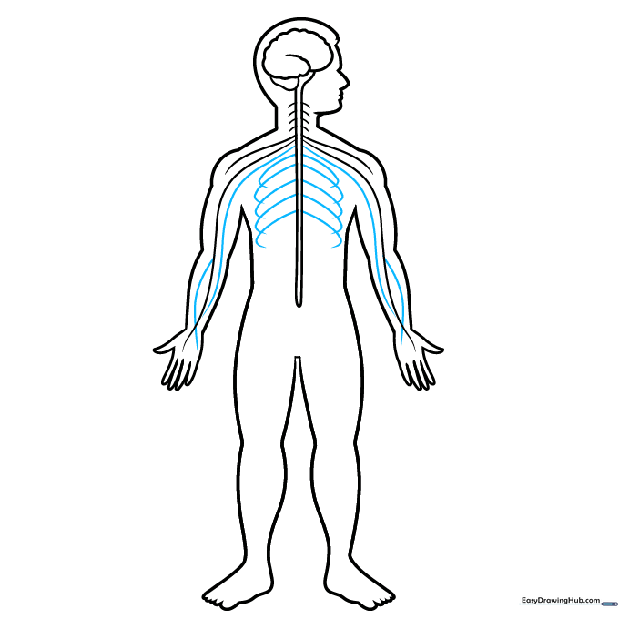 Detailing the rib-like nerve structures branching from the spine.