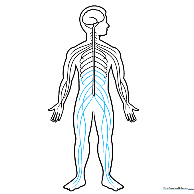 Adding nerve pathways that extend down the legs and into the feet.