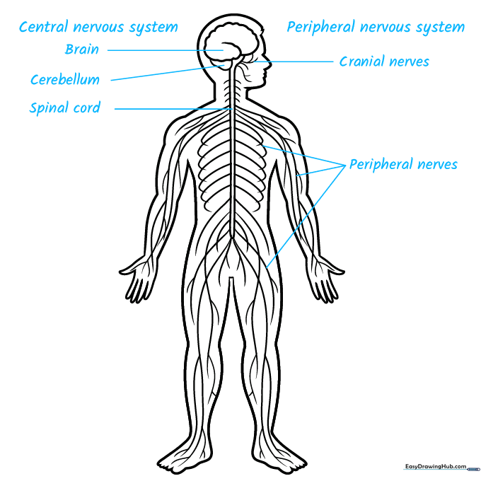 Adding educational labels to the nervous system diagram for clarity.