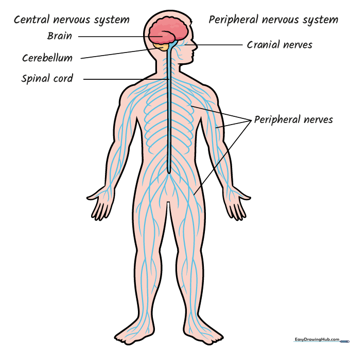 The completed, colored nervous system diagram with clear labels.