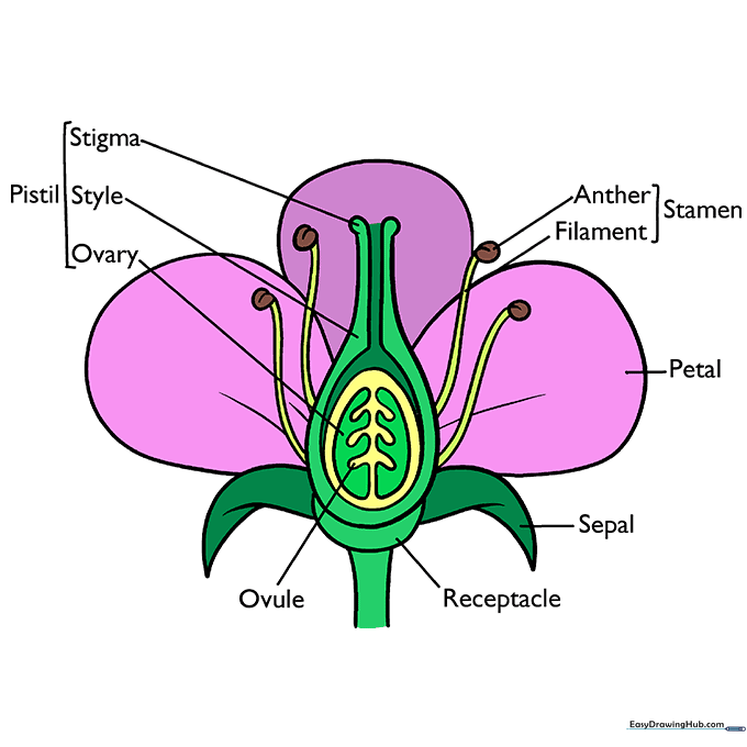 Finished, colored-in flower anatomy diagram.