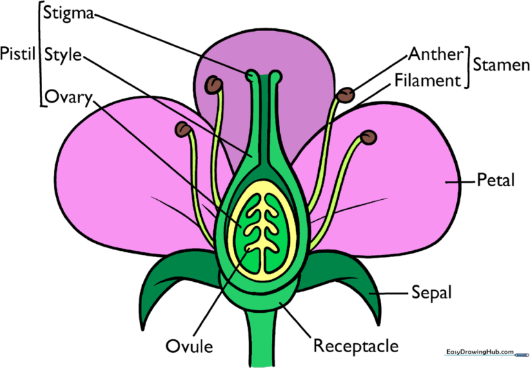 Colorful, educational illustration of a flower with labeled anatomy parts.