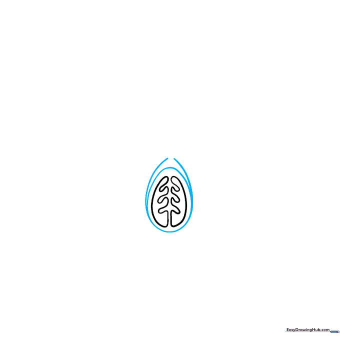 Drawing the ovary structure surrounding the central ovule.