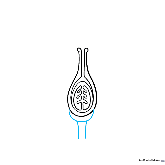 Sketching the stem and receptacle base of the flower.