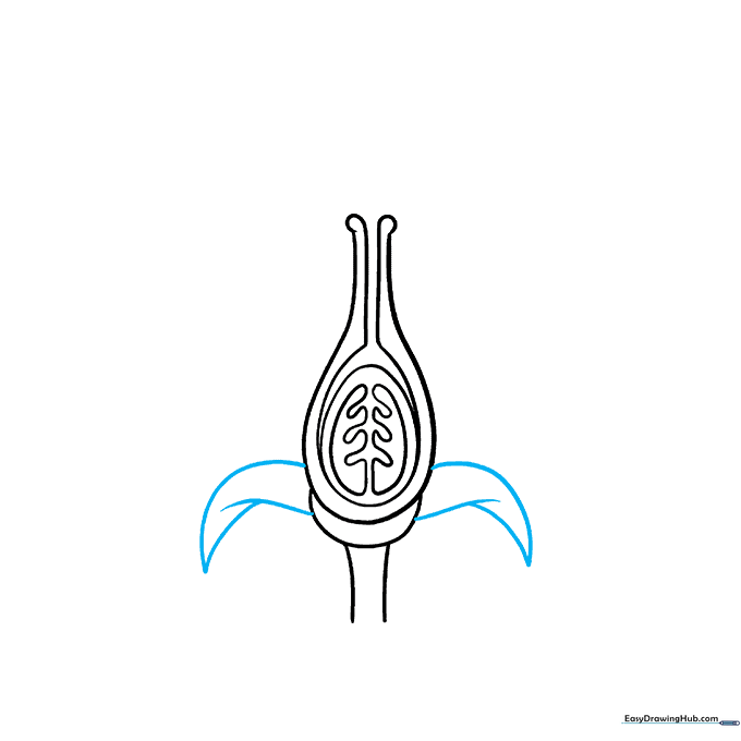 Adding the protective sepals at the base of the flower bloom.