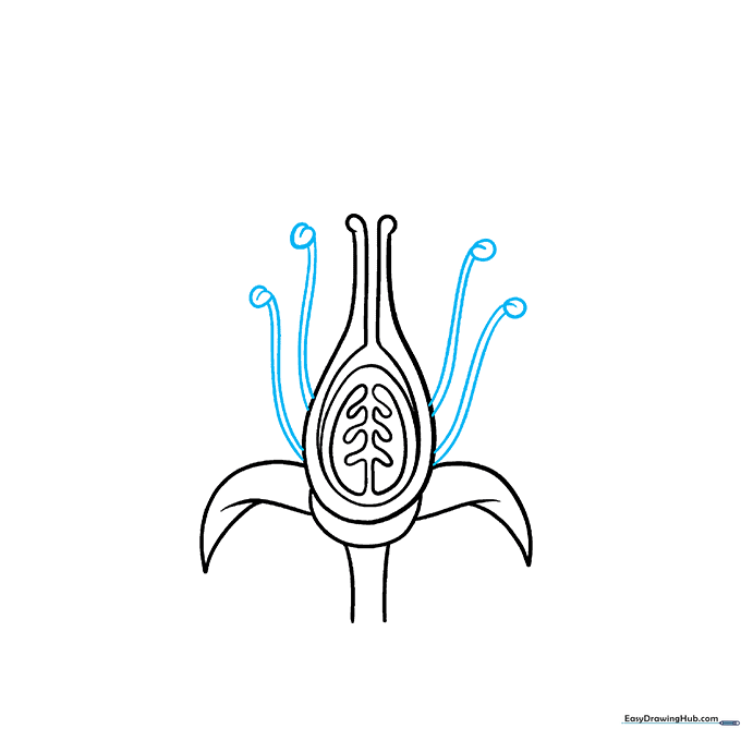Drawing the stamens and anthers surrounding the central pistil.