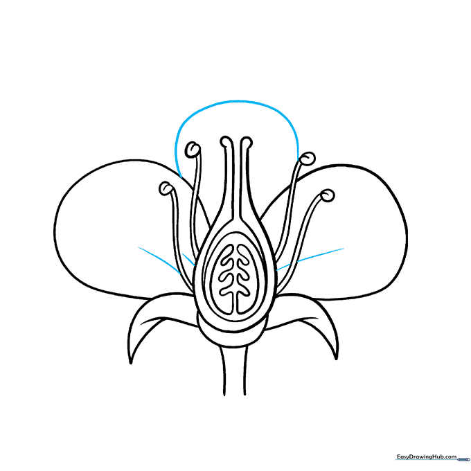 Adding final petal details and contour lines for depth.