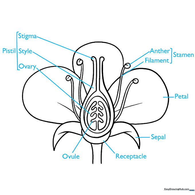 Completed flower diagram with clear labels for each botanical part.