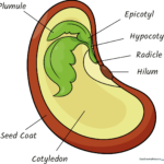 Colorful, labeled educational diagram of a seed showing its internal parts.