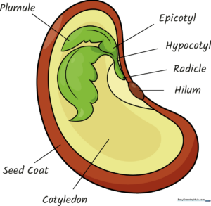 Colorful, labeled educational diagram of a seed showing its internal parts.