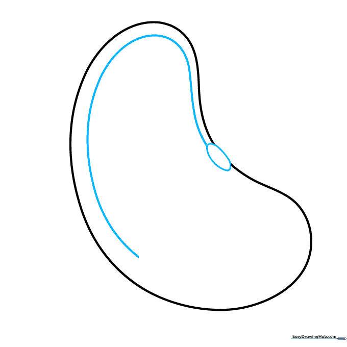 Drawing an oval inside the seed outline to define internal space.
