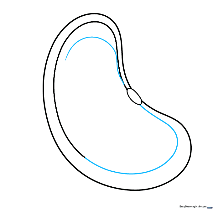 Adding curved lines to represent the developing plant embryo.