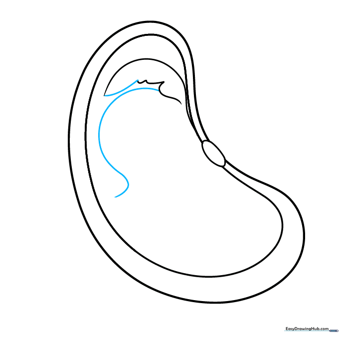 Connecting the embryo parts with additional curved lines.