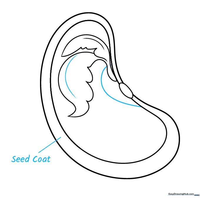 Adding labels to the seed diagram for the seed coat.