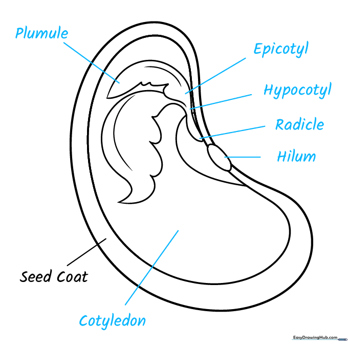 Completed seed diagram with all scientific parts labeled.