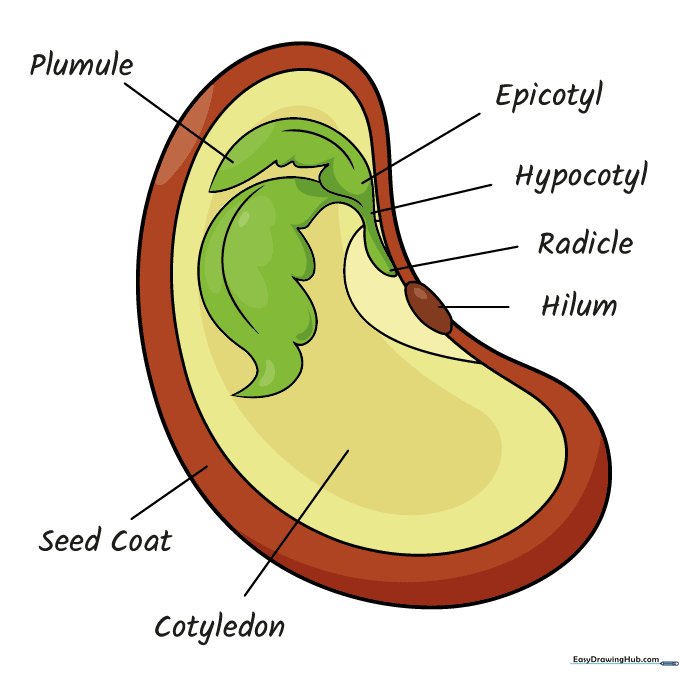 A fully colored and labeled diagram of a seed.