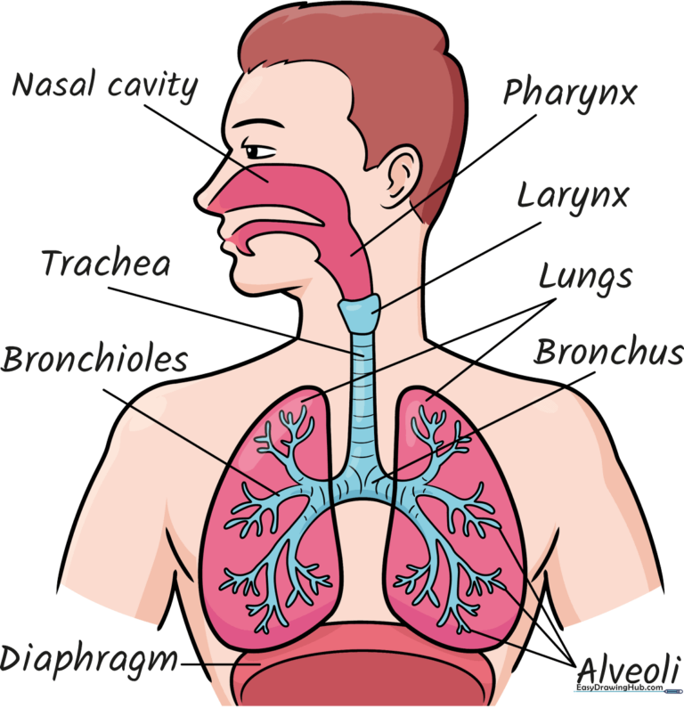 Educational poster showing a completed, labeled respiratory system diagram for students.