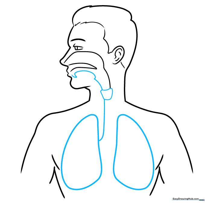 Adding the lungs and connecting them to the central airway structure.
