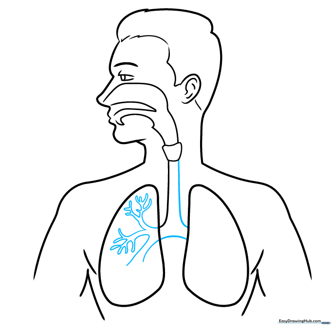 Detailing the bronchial tree structure inside the lungs.