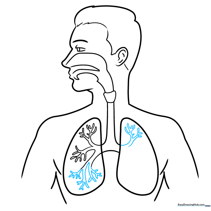 Adding more branches to the bronchial tree in both lungs.