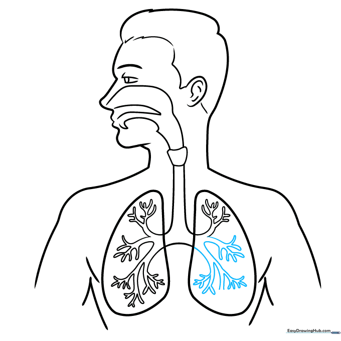Finalizing the intricate branching lines within the lung diagram.