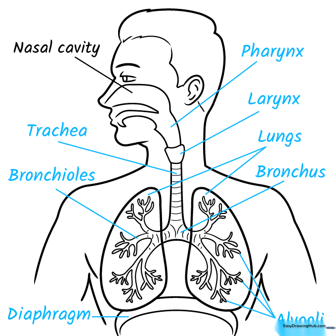 Completed respiratory system diagram with all anatomical parts clearly labeled.